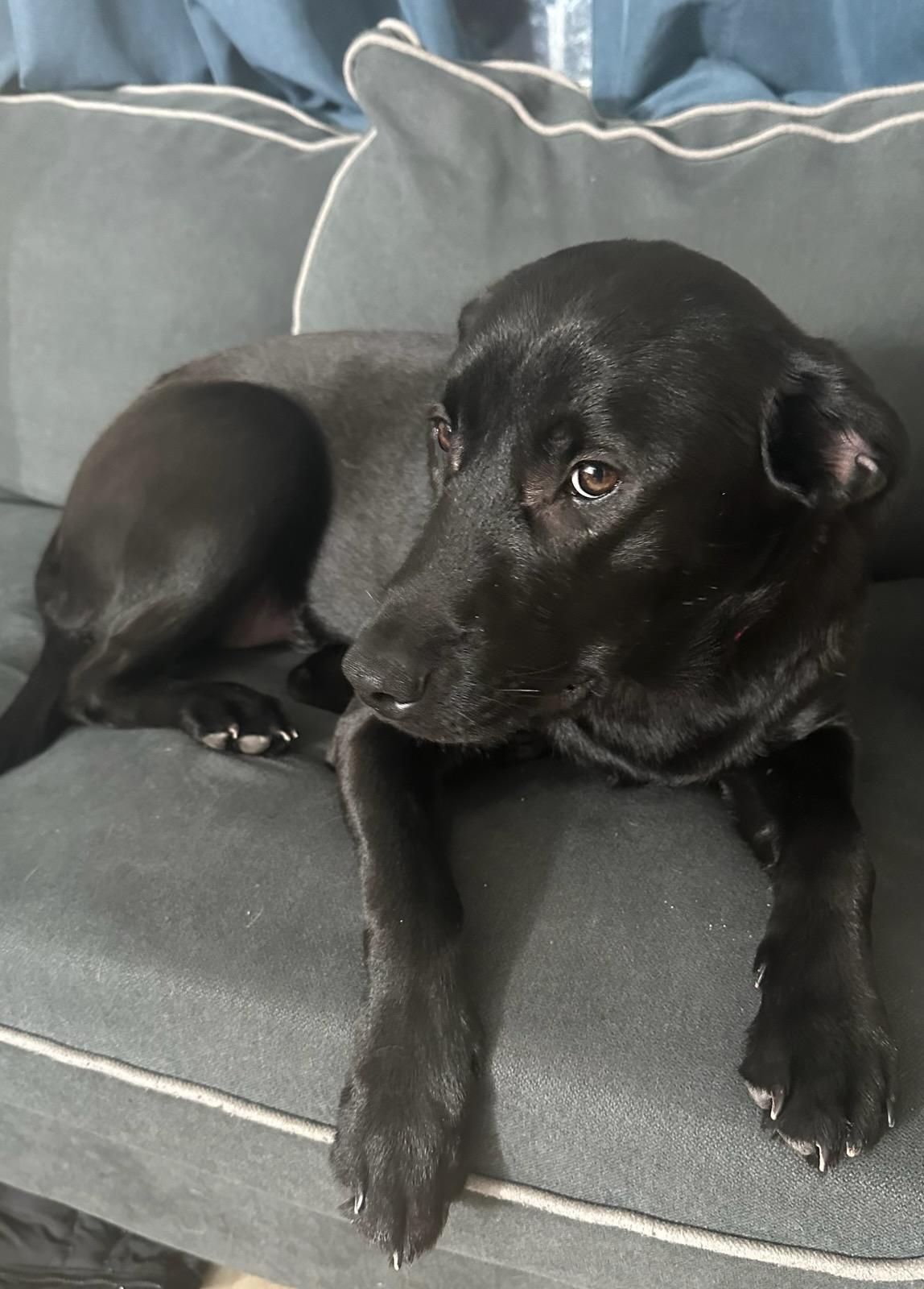 Rabbit/Bella, Adoptable, Adult Female Husky & Labrador Retriever.