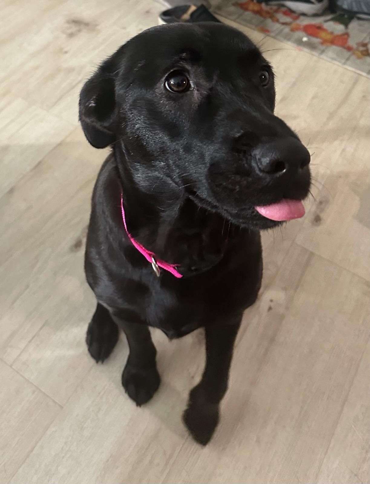 Enlarge Rabbit/Bella, a Adoptable mixed breed in Wasilla, AK image 2/2