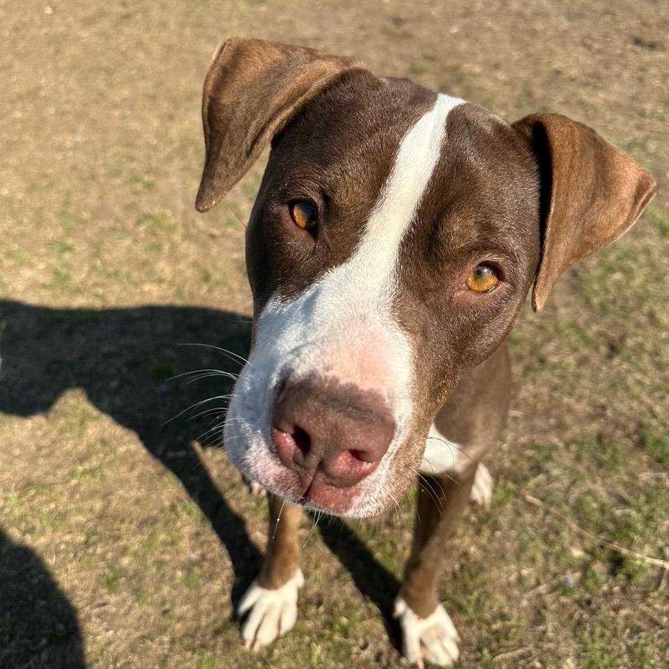 Enlarge Candace, a ADOPTABLE mixed breed in Valdosta, GA image 1/4
