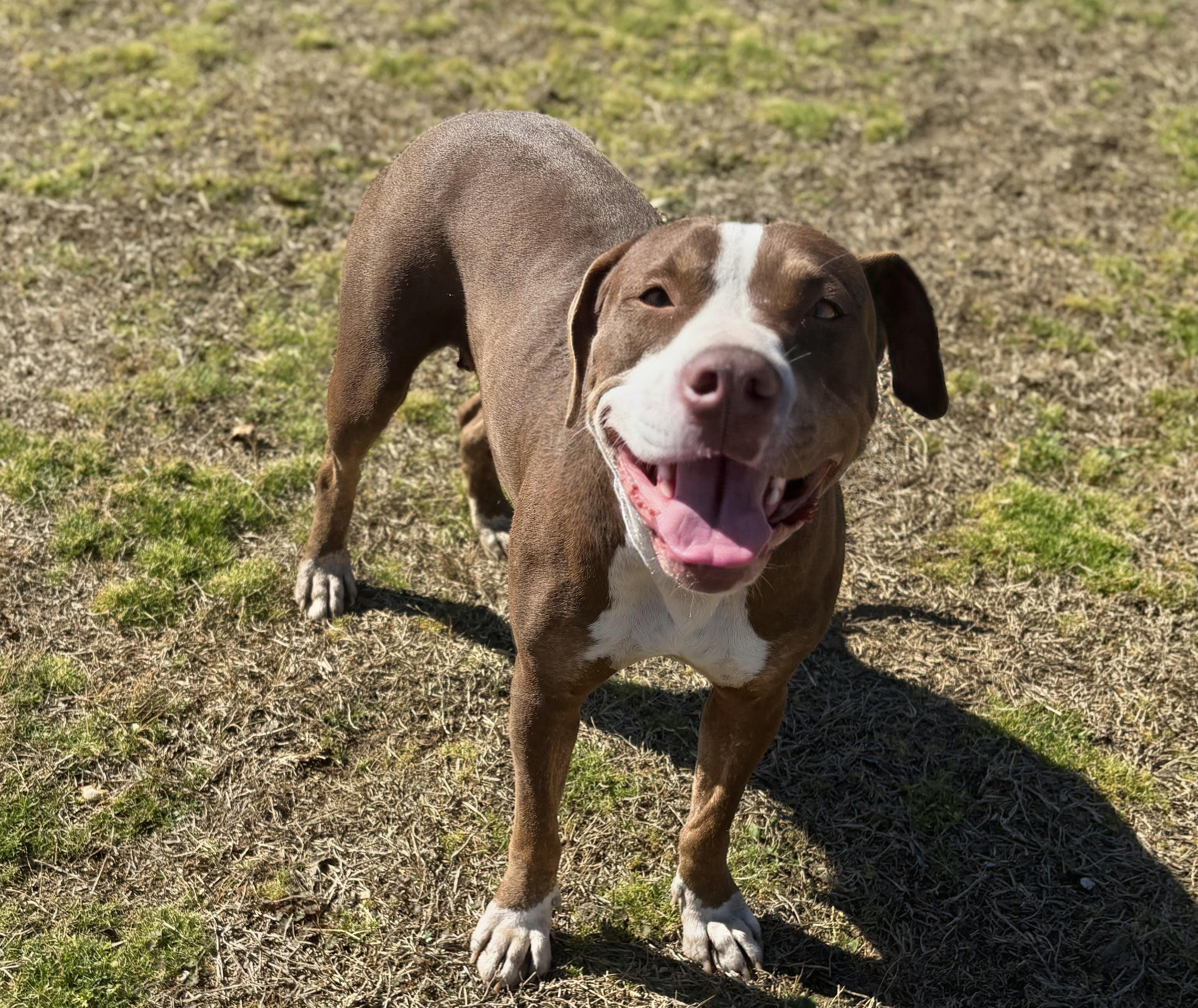Enlarge Candace, a ADOPTABLE mixed breed in Valdosta, GA image 2/4