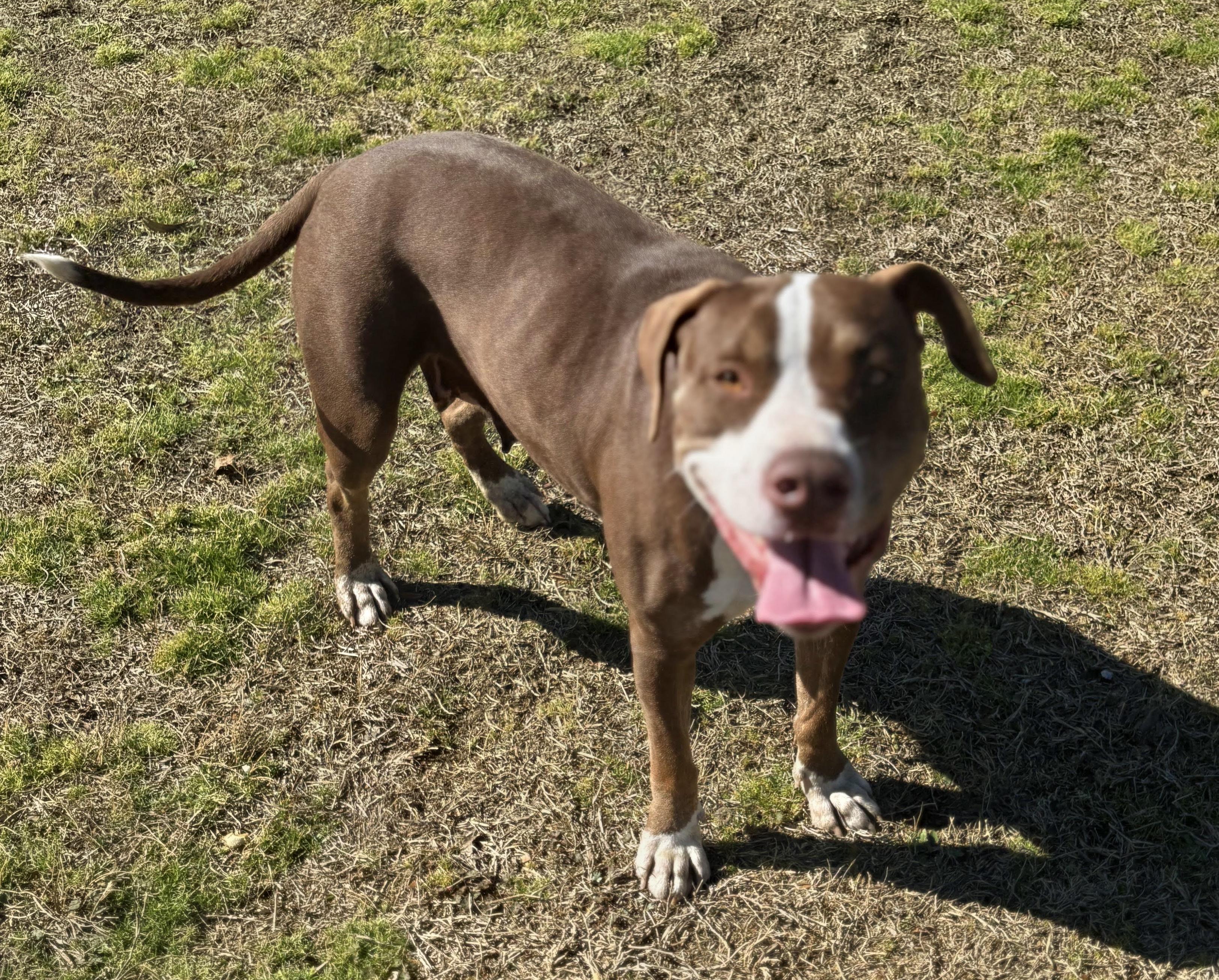 Enlarge Candace, a ADOPTABLE mixed breed in Valdosta, GA image 3/4