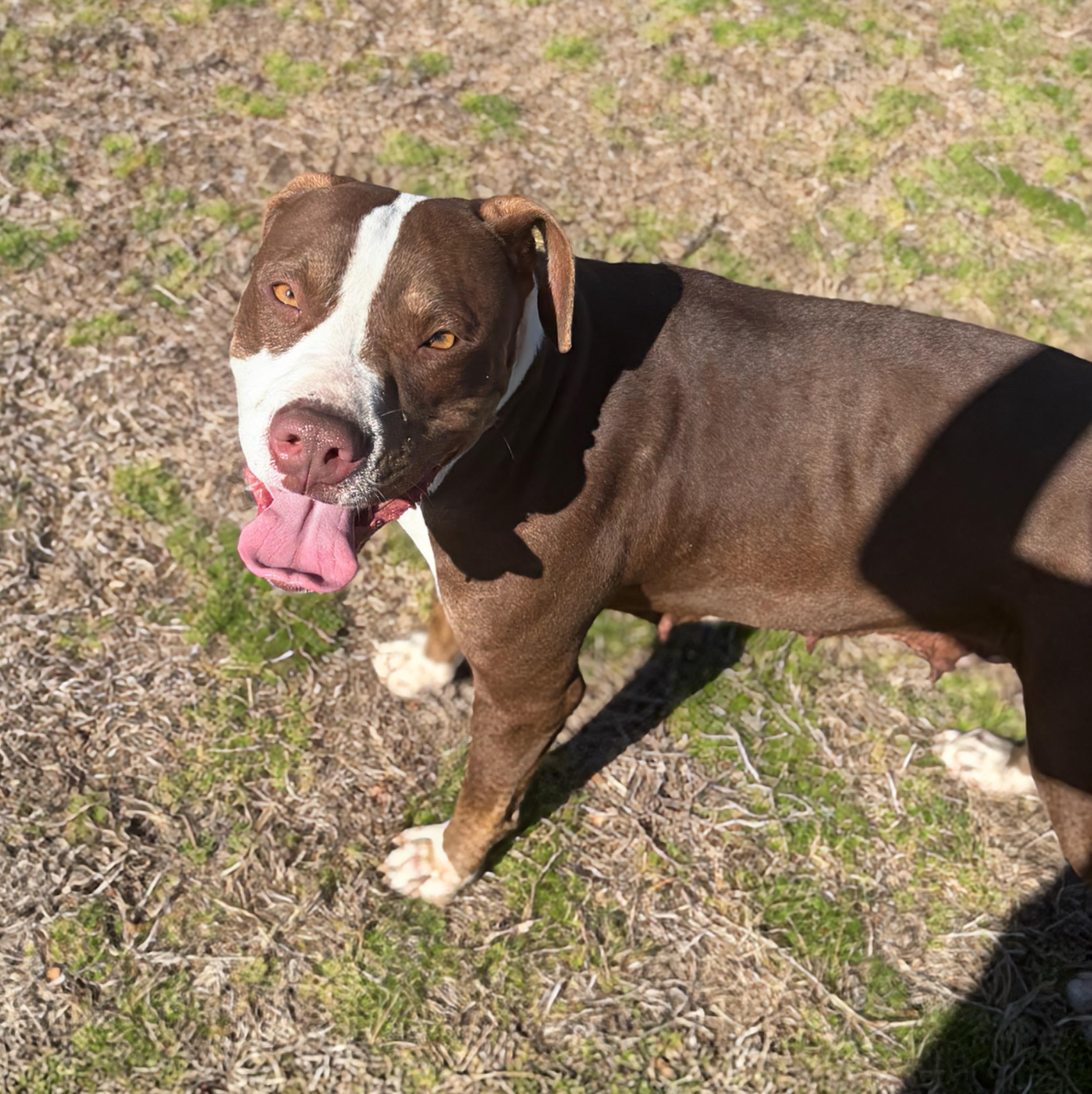 Enlarge Candace, a ADOPTABLE mixed breed in Valdosta, GA image 4/4