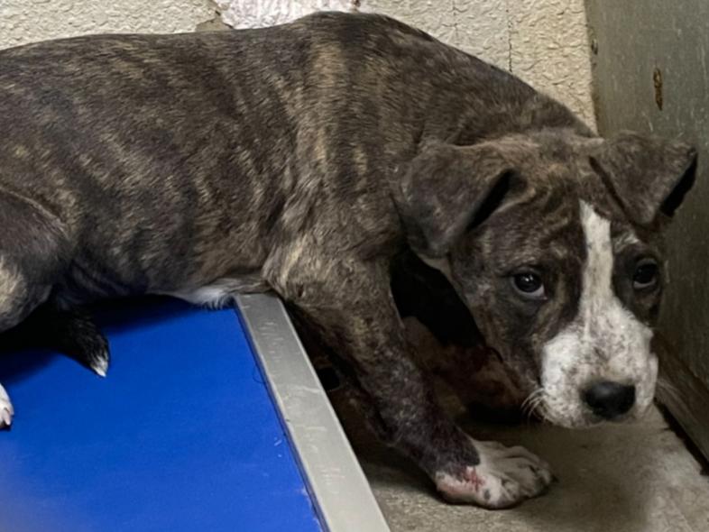 Enlarge Spike, a ADOPTABLE mixed breed in Portales, NM image 1/1