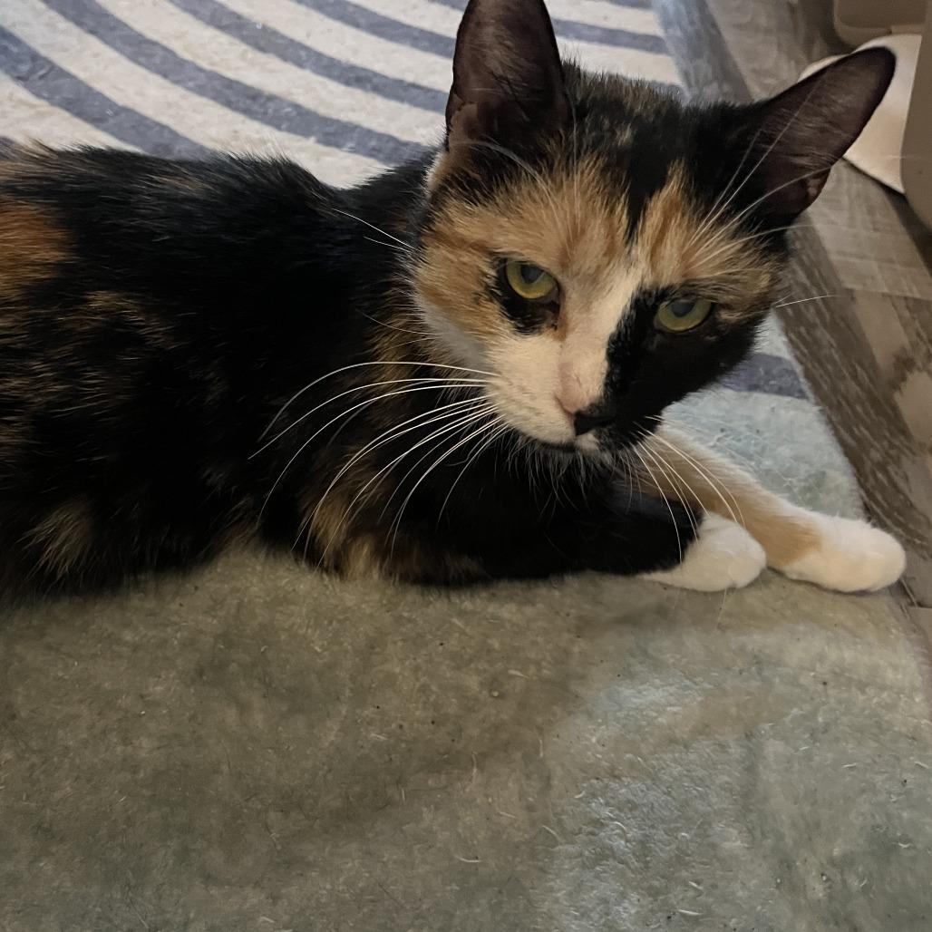 Enlarge Caradonna, a Adoptable Domestic Short Hair in Baltimore, MD image 1/1