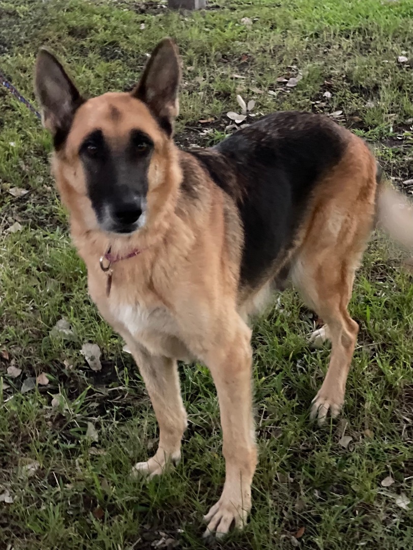Kayley, Adoptable, Adult Female German Shepherd Dog.