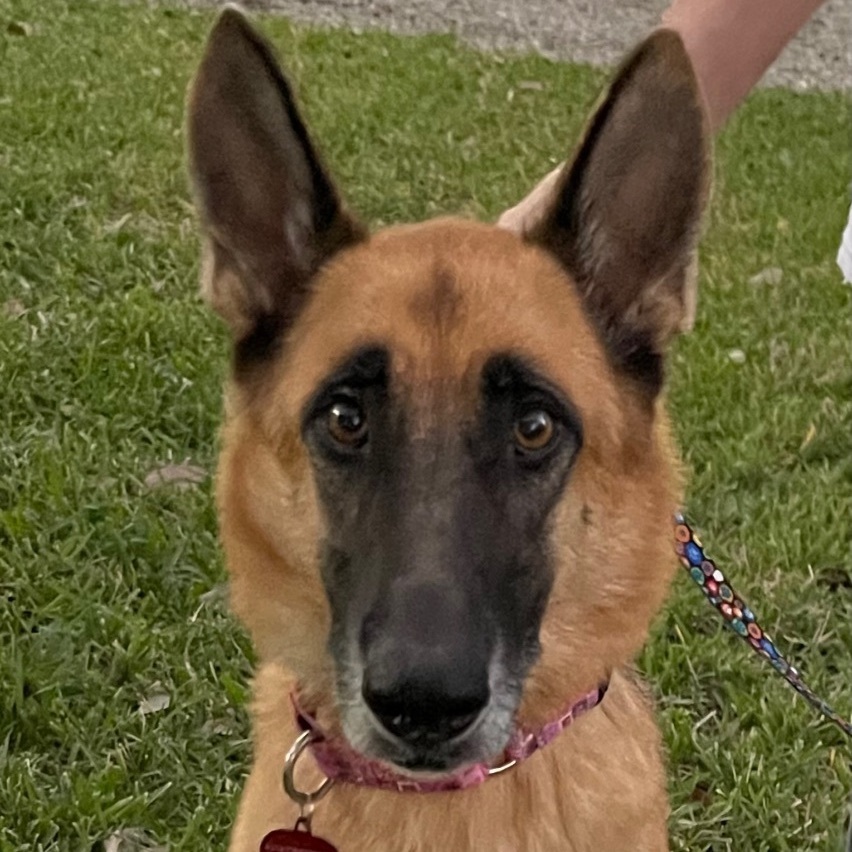 Kayley, a Adoptable German Shepherd Dog in Bellaire, TX image 2/6