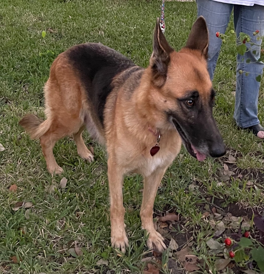 Kayley, a Adoptable German Shepherd Dog in Bellaire, TX image 3/6