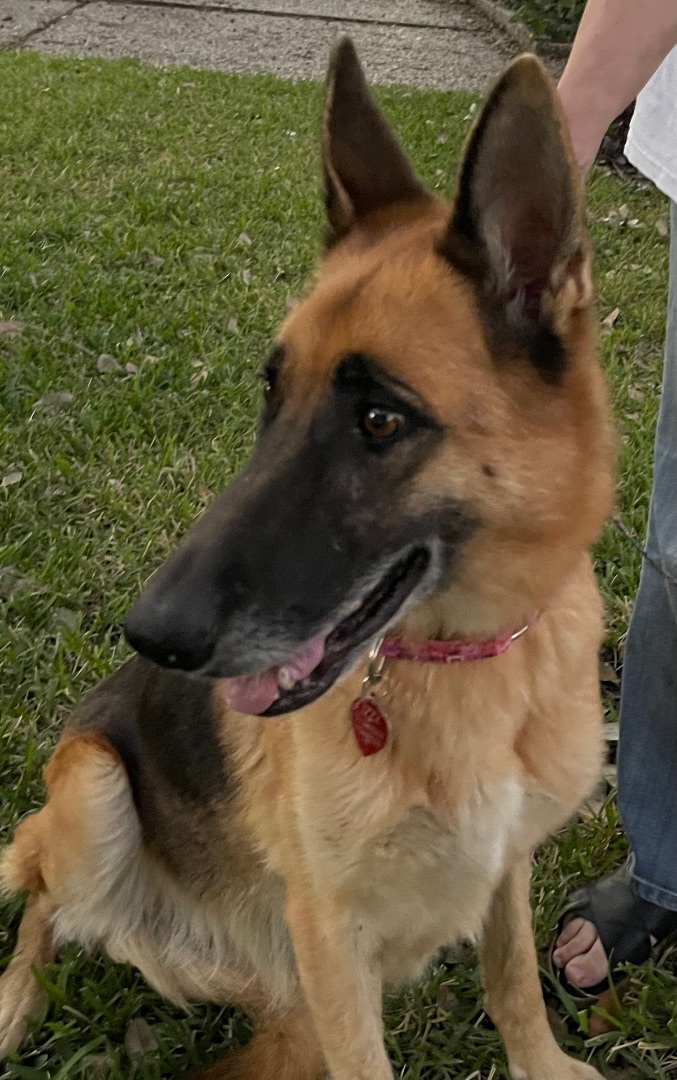 Kayley, a Adoptable German Shepherd Dog in Bellaire, TX image 4/6
