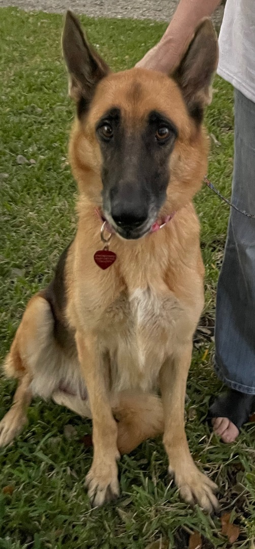 Kayley, a Adoptable German Shepherd Dog in Bellaire, TX image 5/6