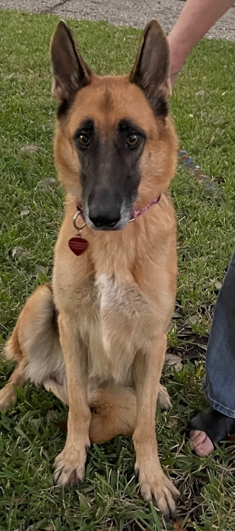 Kayley, a Adoptable German Shepherd Dog in Bellaire, TX image 6/6