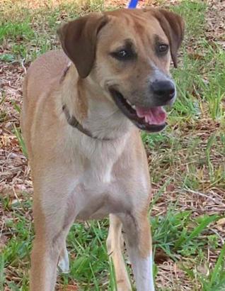 Marti, Adoptable, Adult Female Labrador Retriever & Mixed Breed.