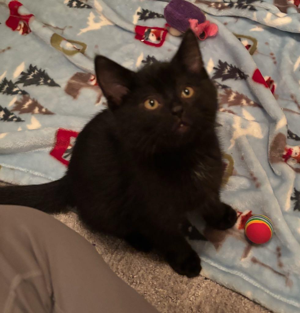 Blackjack, Adoptable, Kitten Male Domestic Medium Hair.