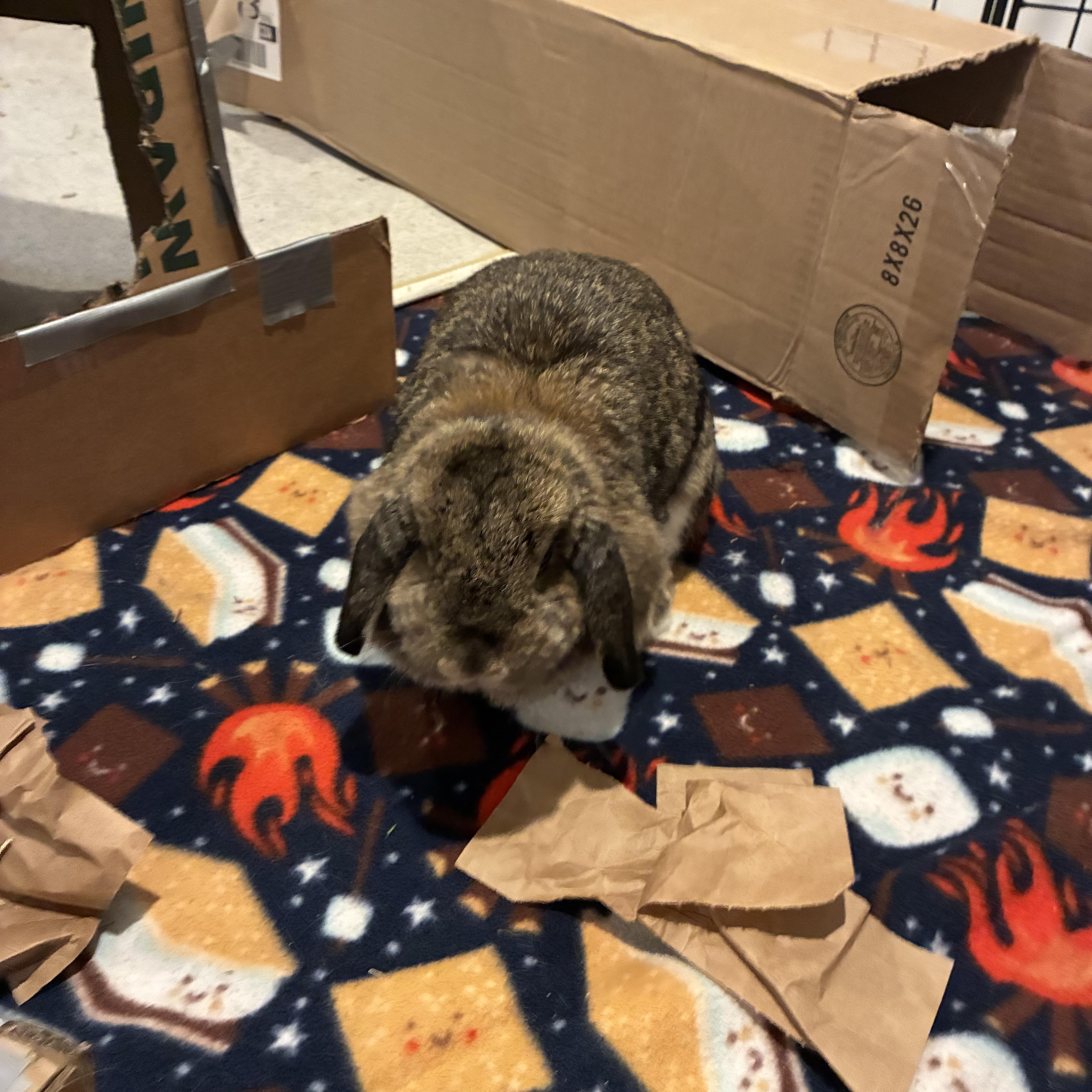 Enlarge Darci, a Adoptable Holland Lop in Brighton, CO image 1/3