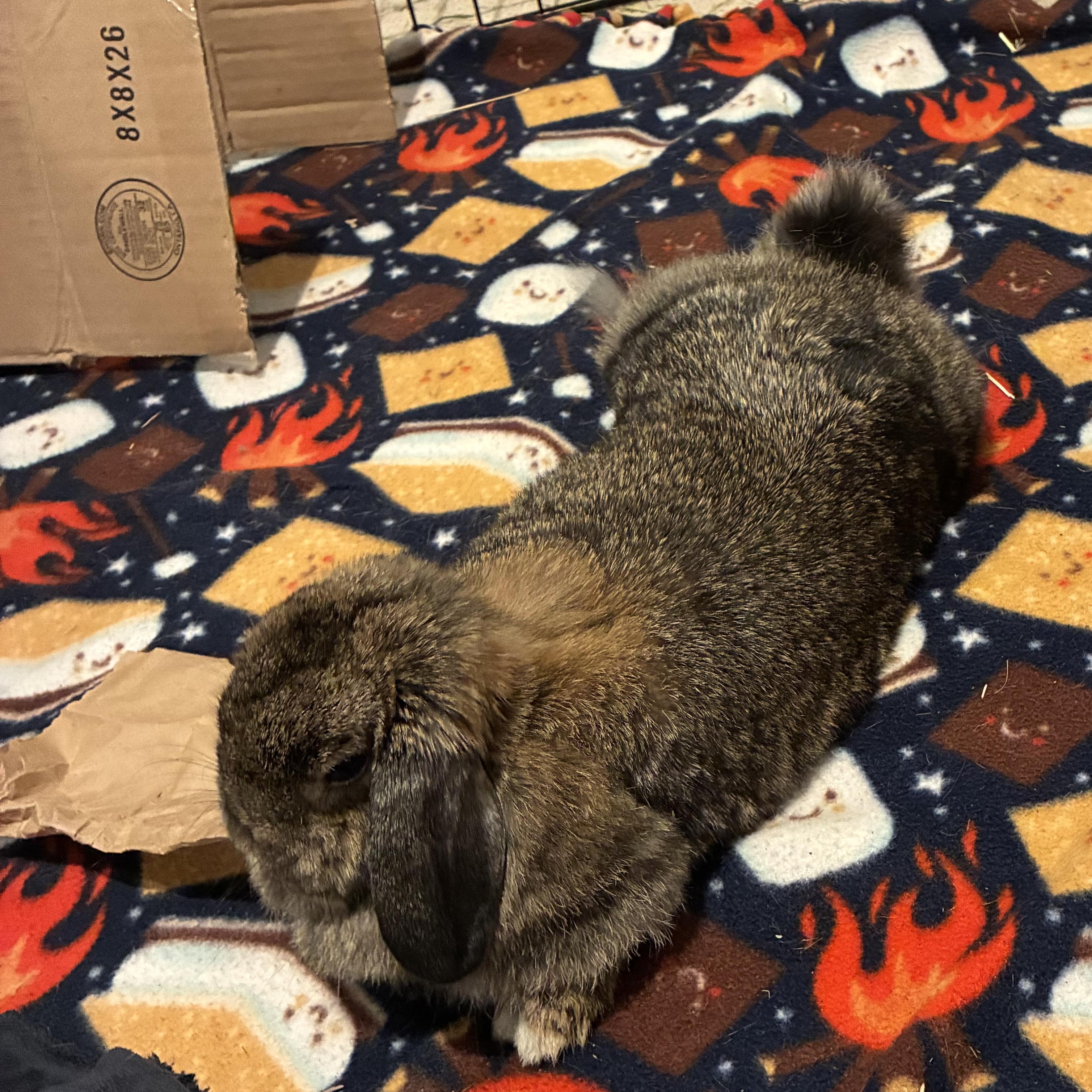 Enlarge Darci, a Adoptable Holland Lop in Brighton, CO image 3/3