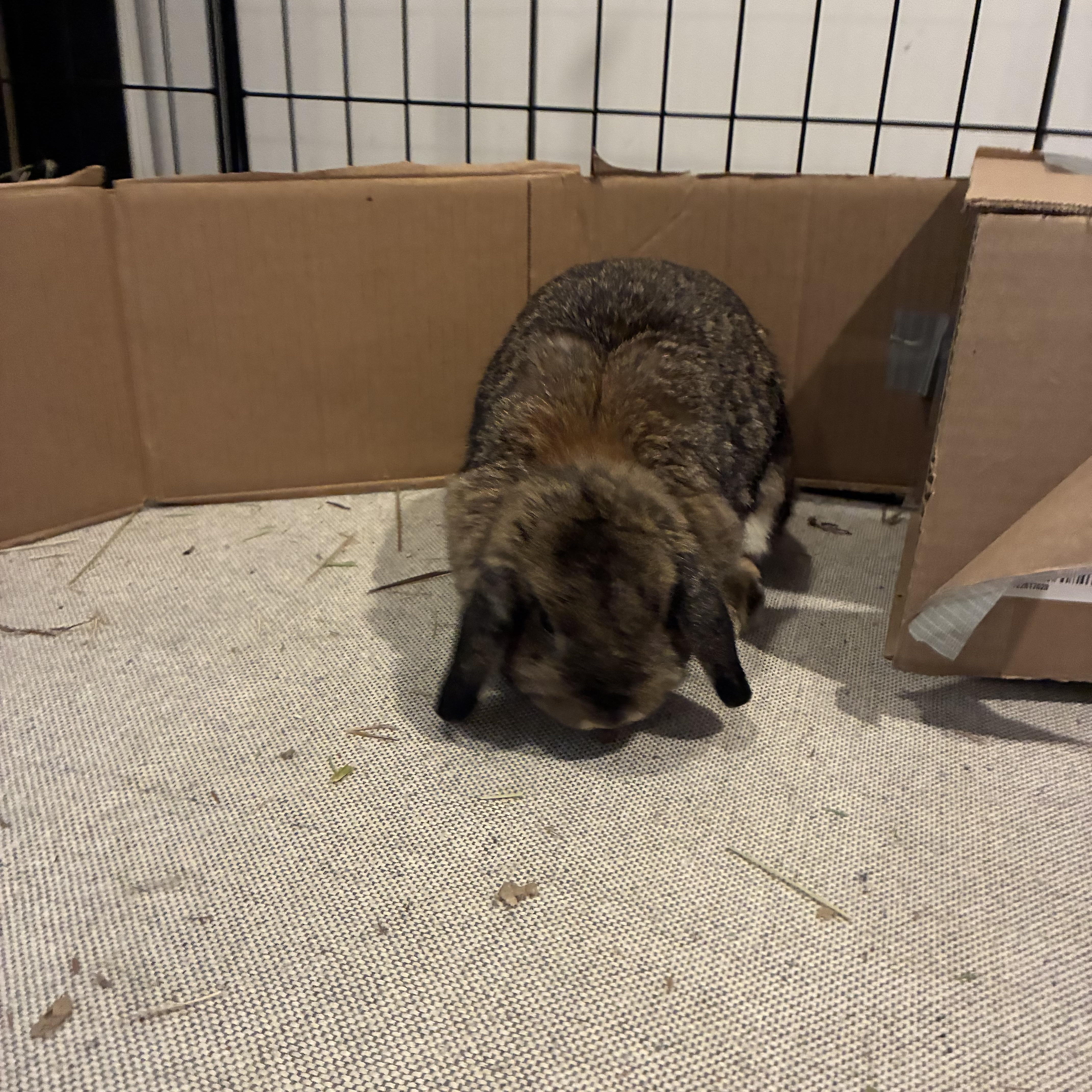Enlarge Darci, a Adoptable Holland Lop in Brighton, CO image 2/3