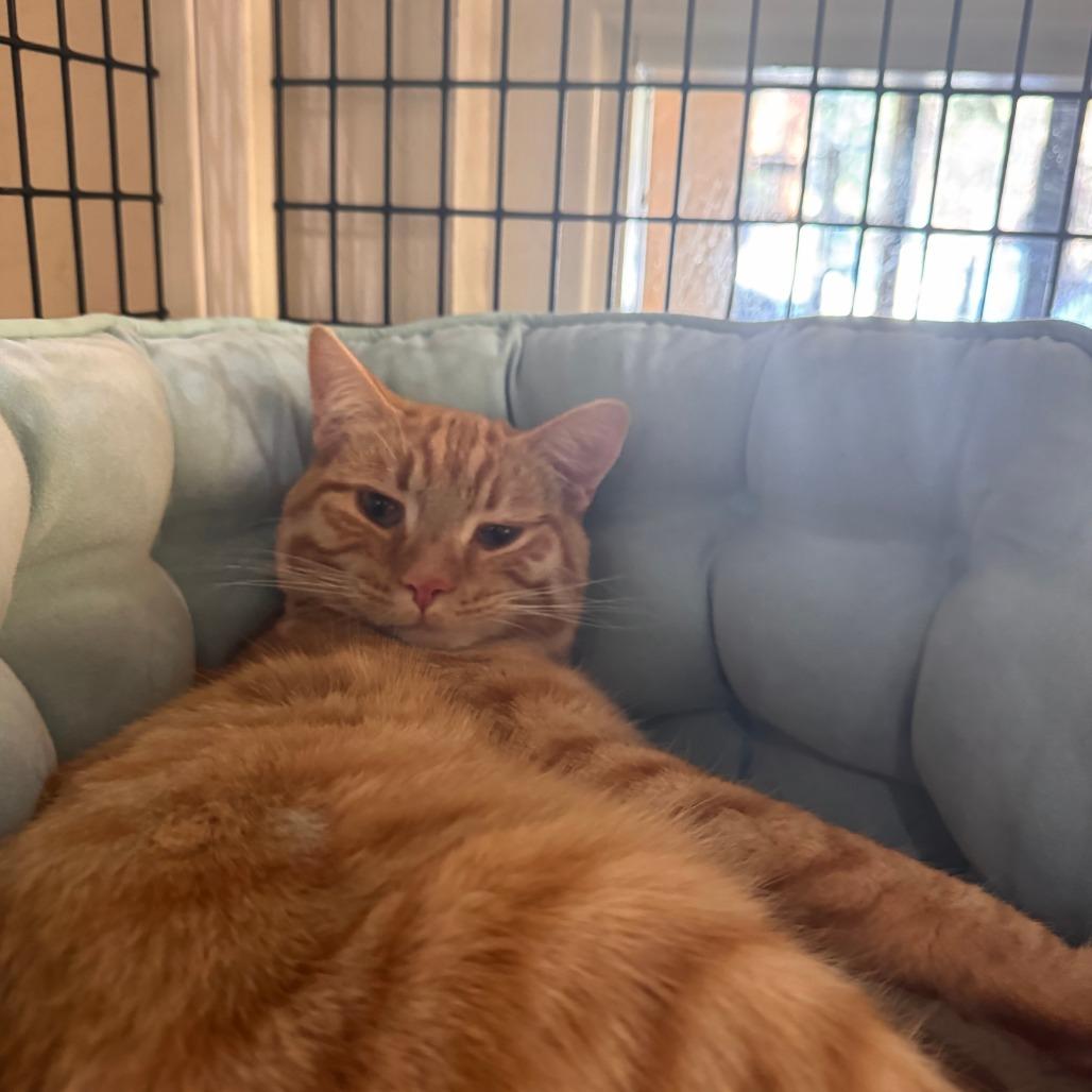 Papyrus, Adoptable, Young Male Domestic Short Hair.