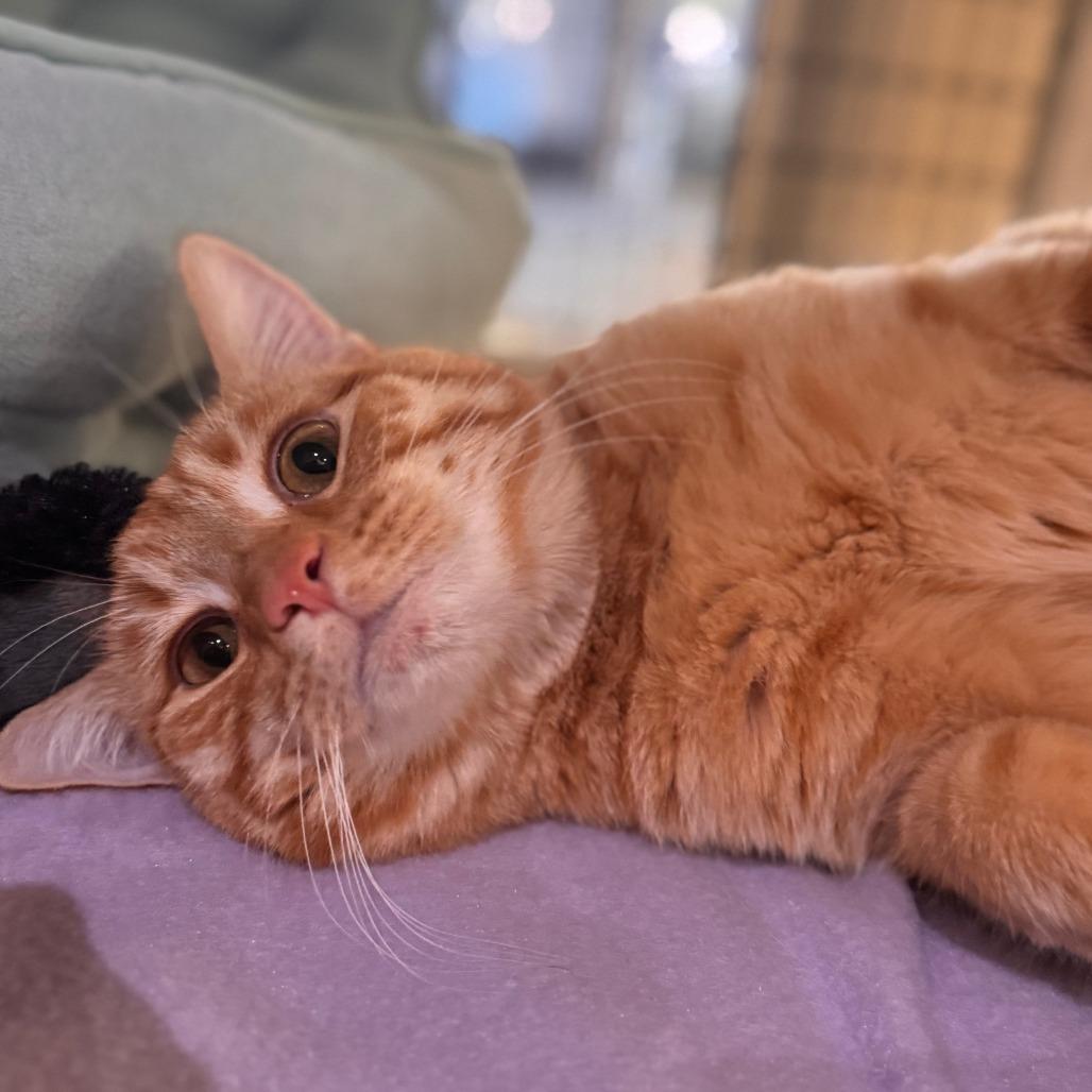 Papyrus, Adoptable, Young Male Domestic Short Hair.