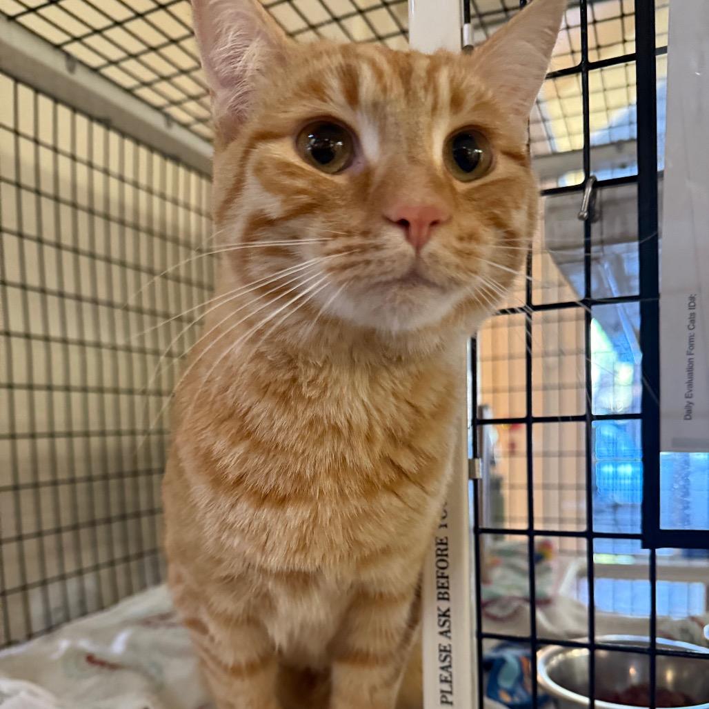 Enlarge Papyrus, a Adoptable Domestic Short Hair in Incline Village, NV image 2/6