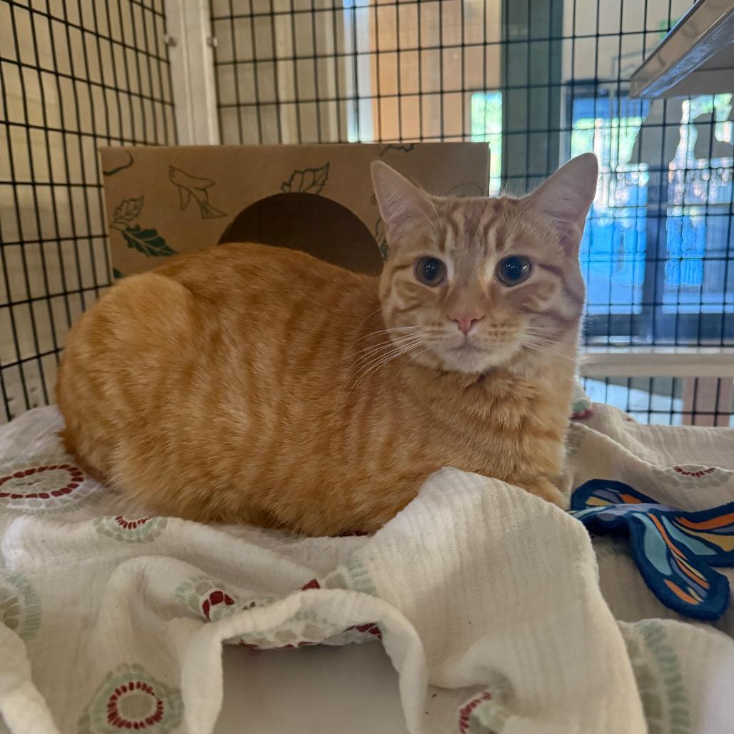 Enlarge Papyrus, a Adoptable Domestic Short Hair in Incline Village, NV image 3/6