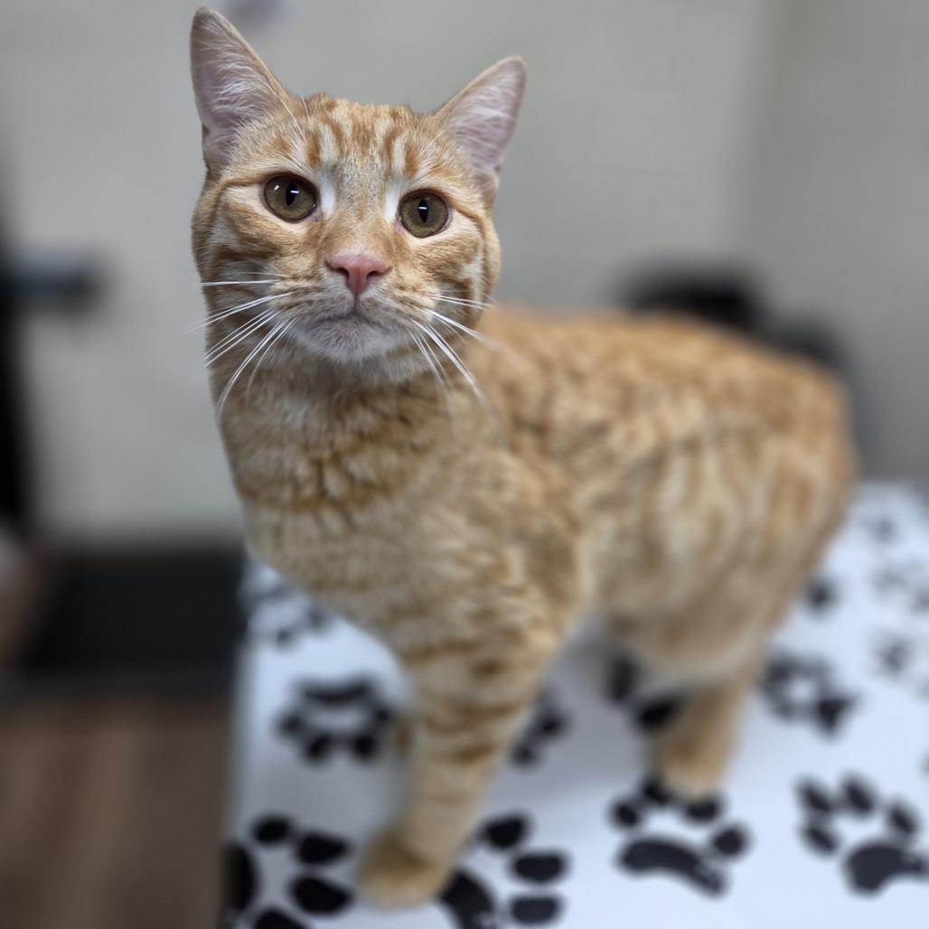 Enlarge Papyrus, a Adoptable Domestic Short Hair in Incline Village, NV image 4/6