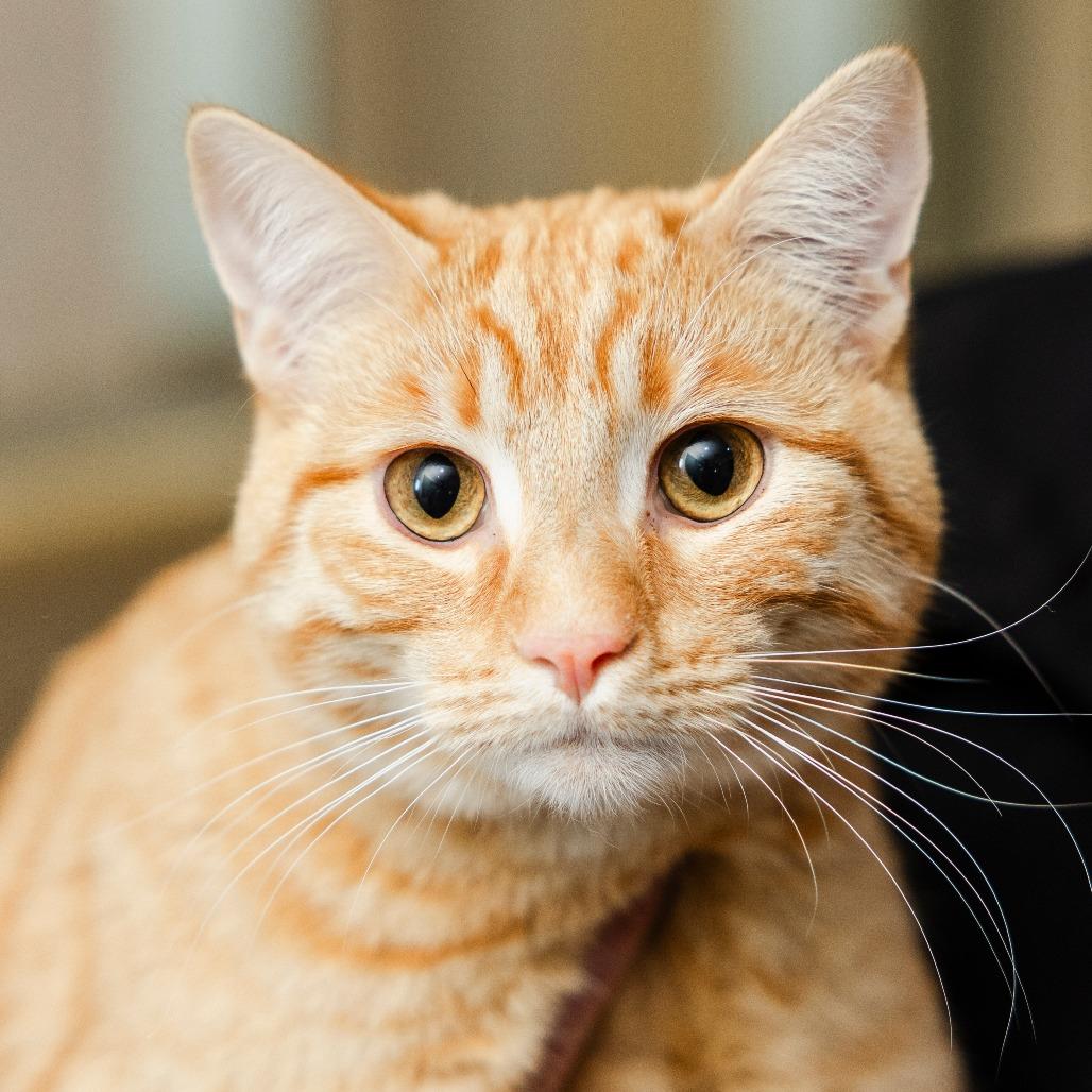 Enlarge Papyrus, a Adoptable Domestic Short Hair in Incline Village, NV image 5/6