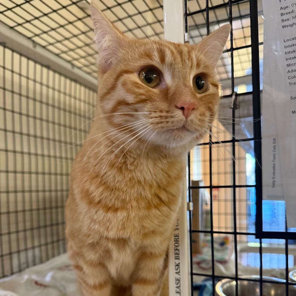 Enlarge Papyrus, a Adoptable Domestic Short Hair in Incline Village, NV image 6/6