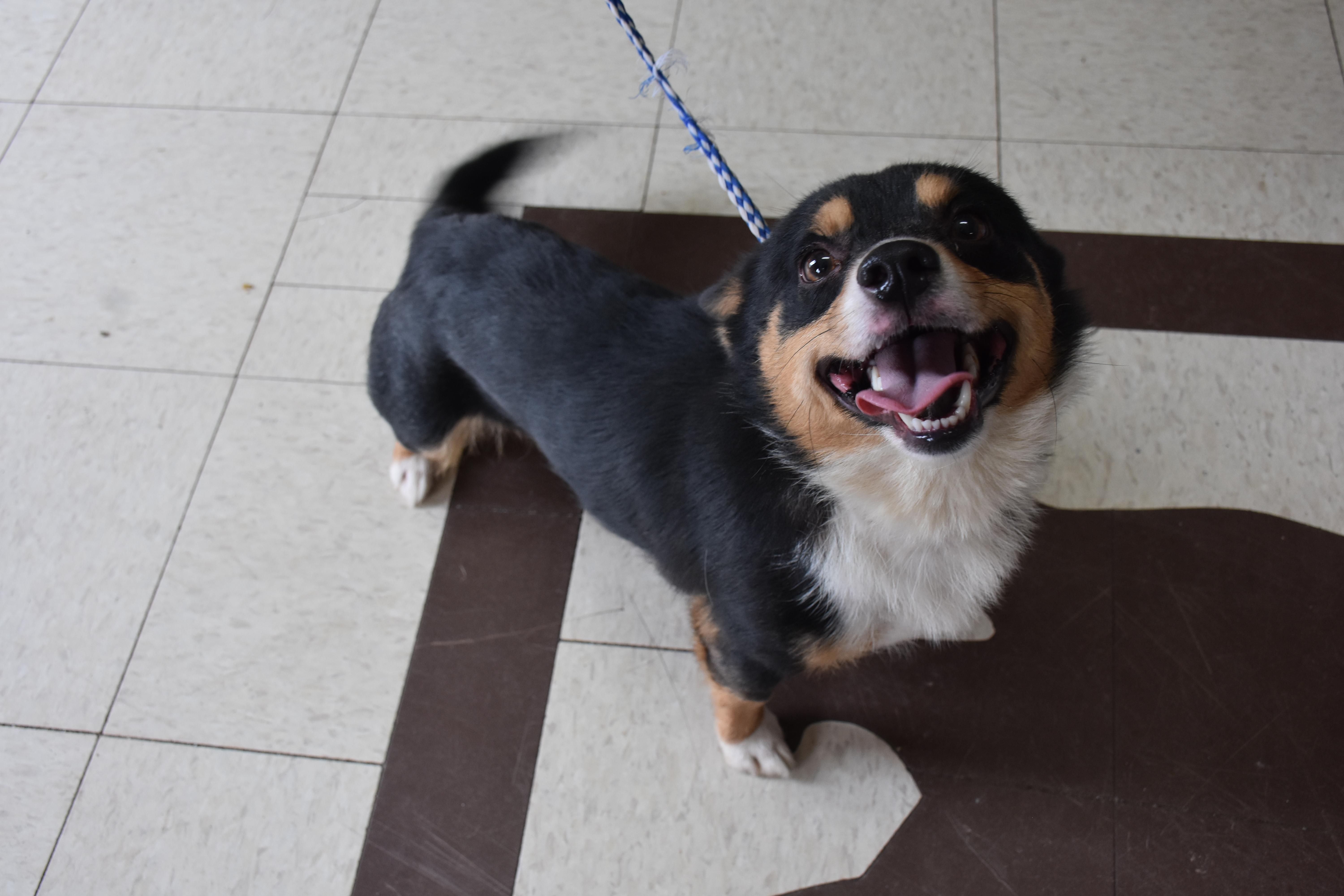 Rodeo, ADOPTABLE, Adult Male Corgi.