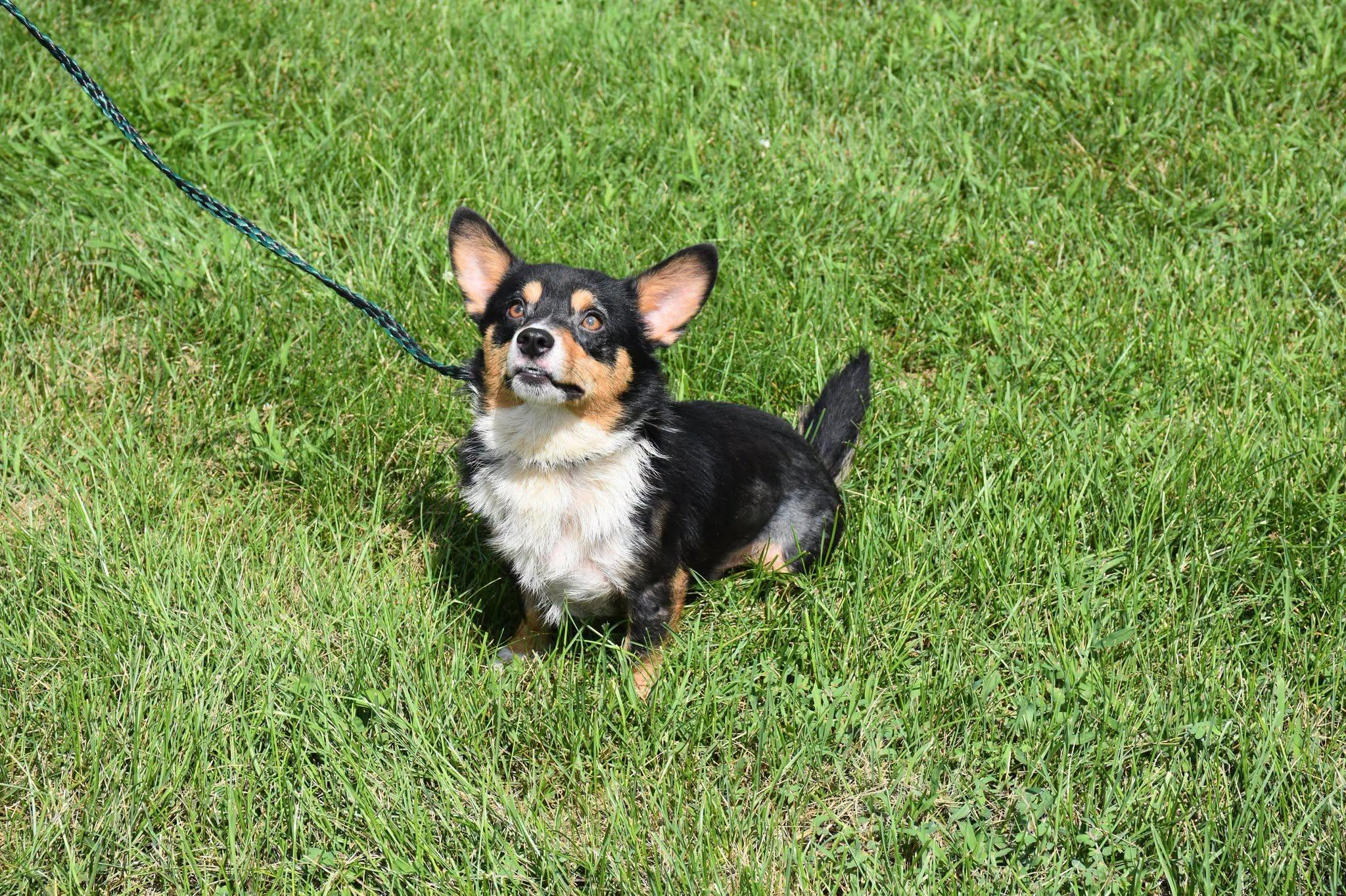 Rodeo, a ADOPTABLE Corgi in North Judson, IN image 2/2