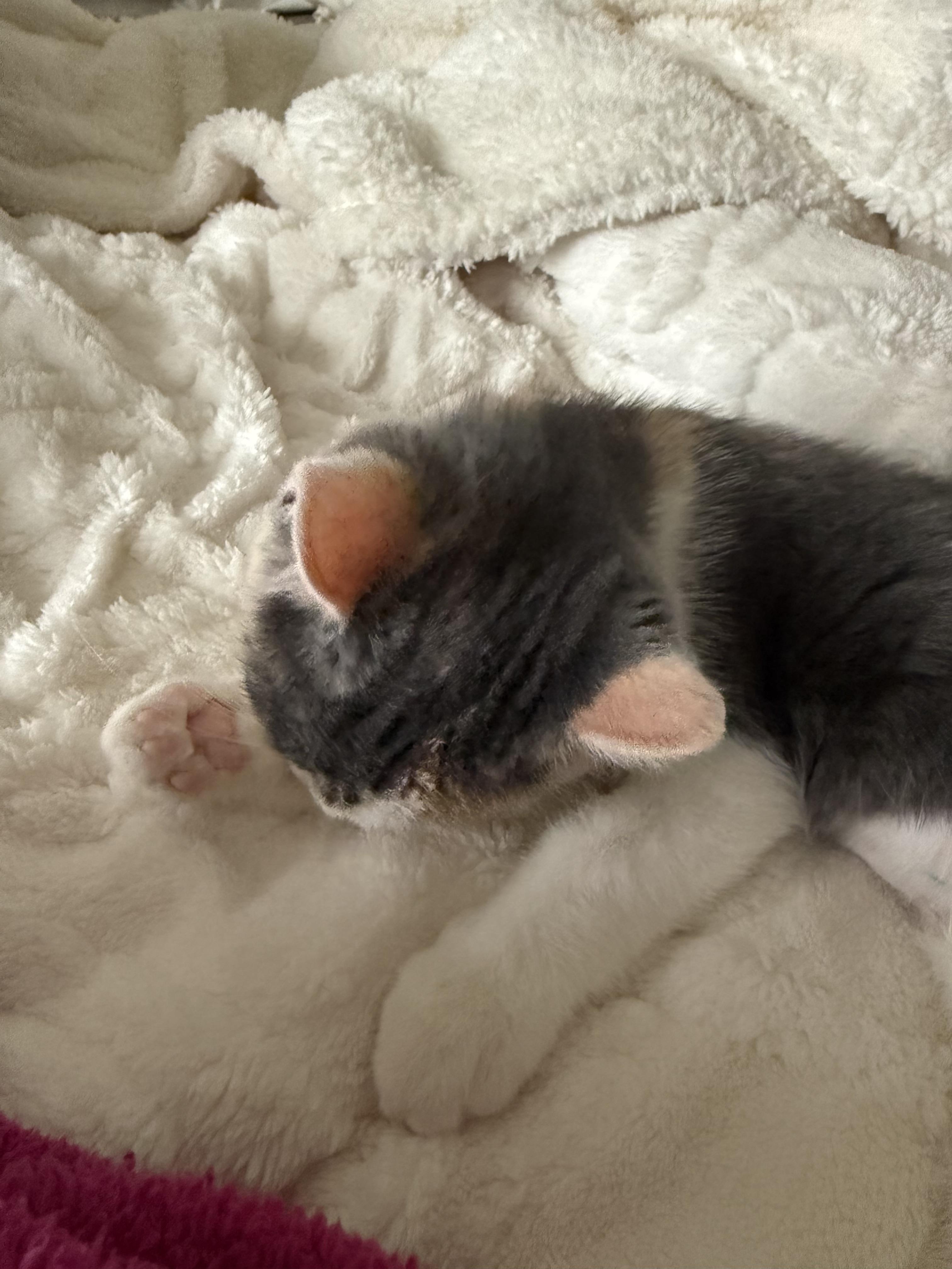 Enlarge Hibiscus, an adopted Domestic Short Hair in Madison, WI image 3/6