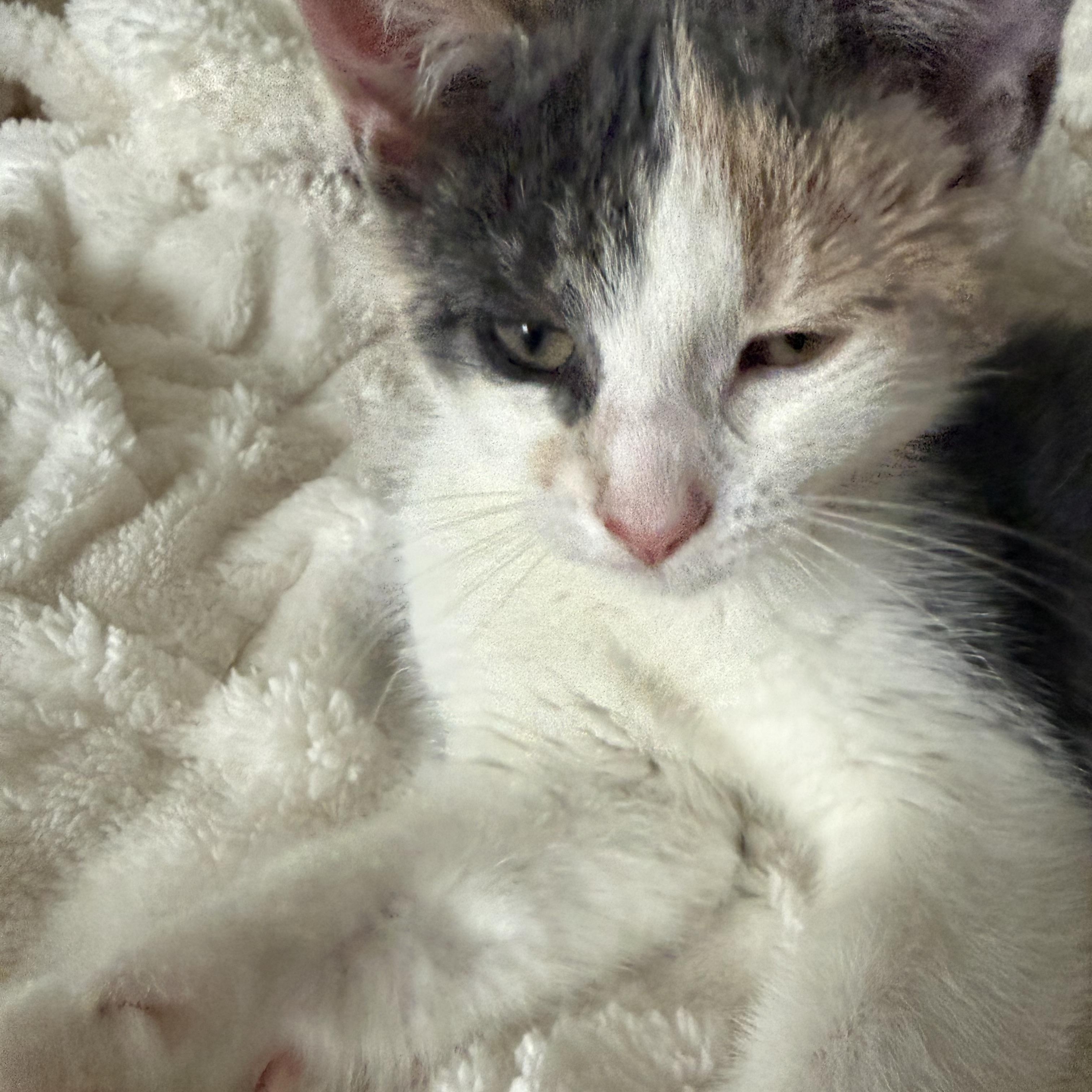 Enlarge Hibiscus, an adopted Domestic Short Hair in Madison, WI image 4/6