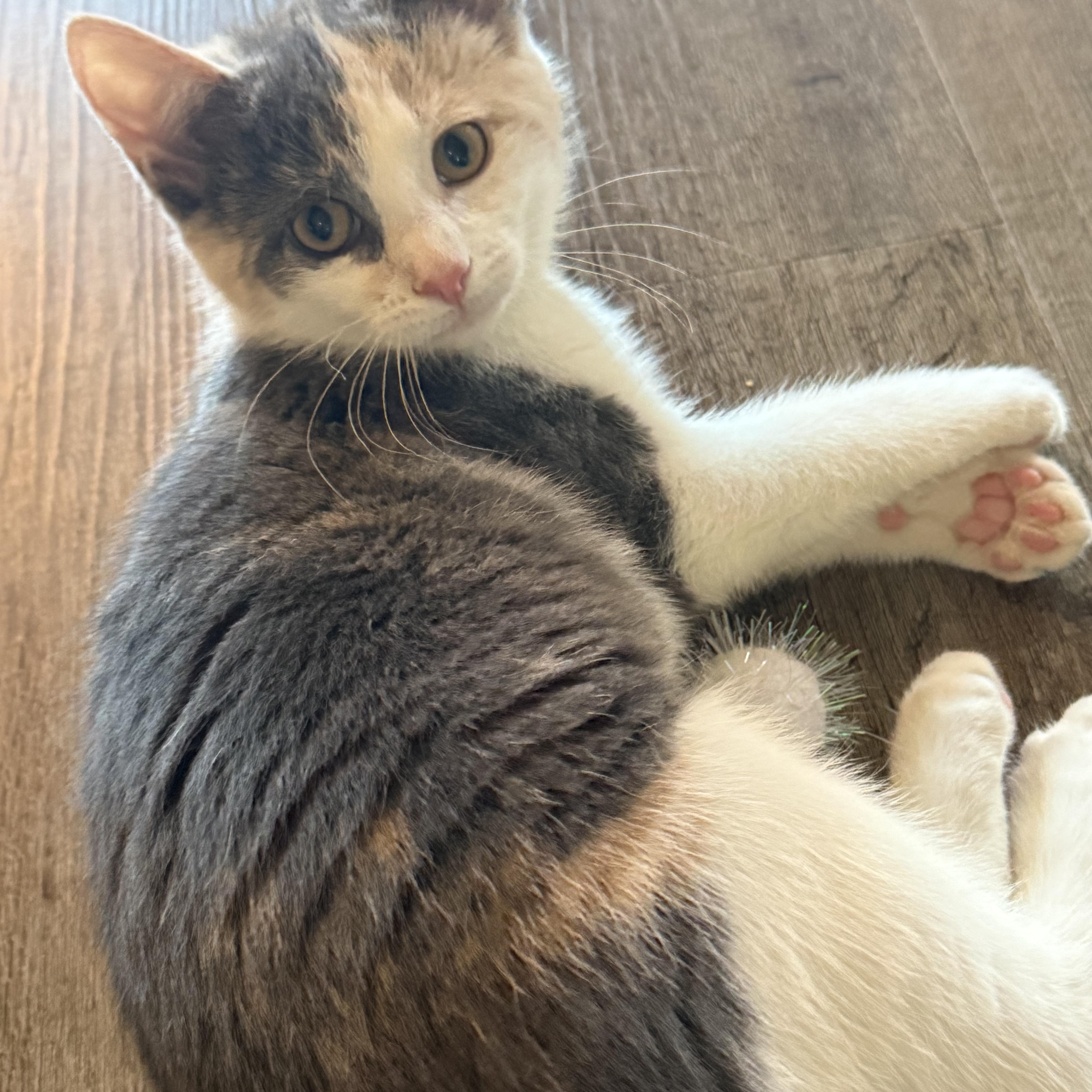 Hibiscus, adopted, Kitten Female Domestic Short Hair.