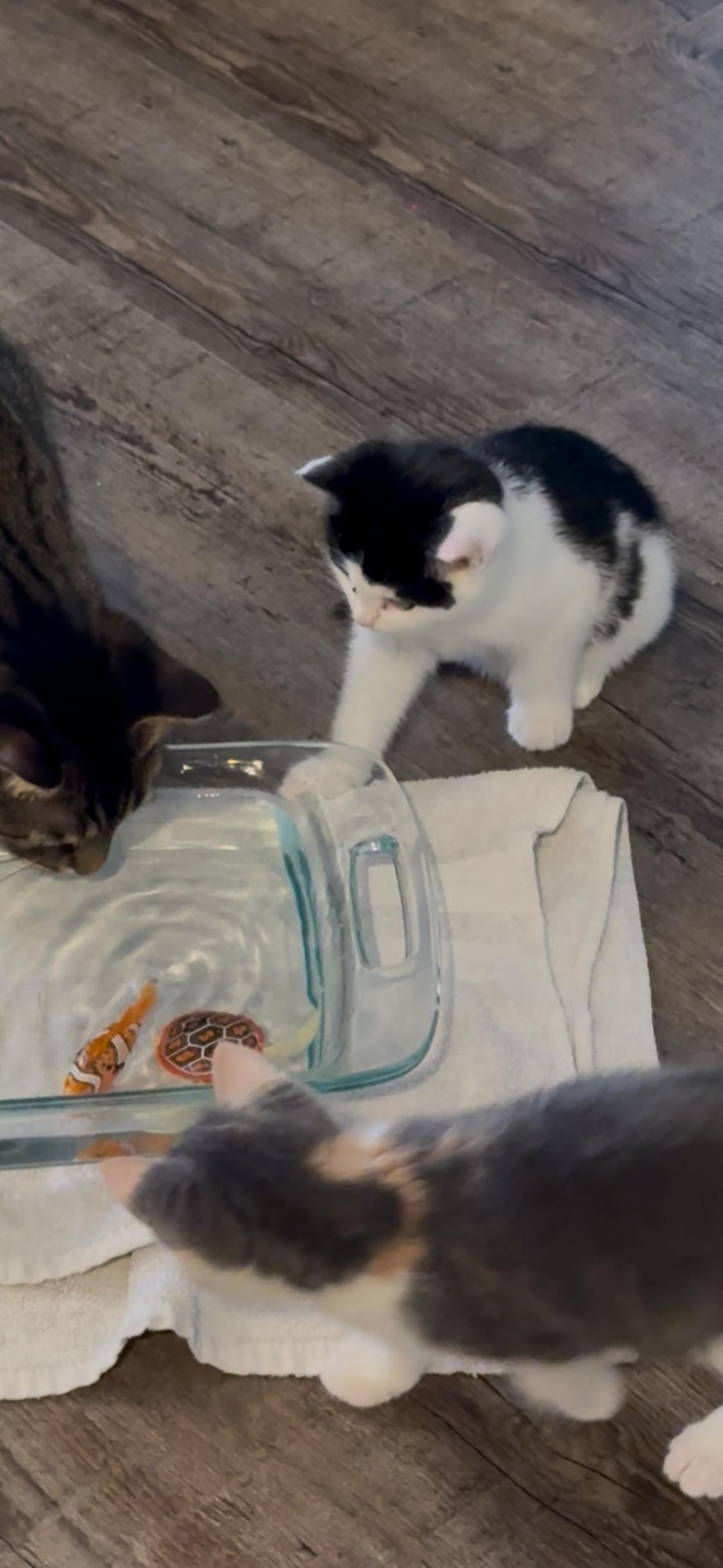 Enlarge Hibiscus, an adopted Domestic Short Hair in Madison, WI image 5/6