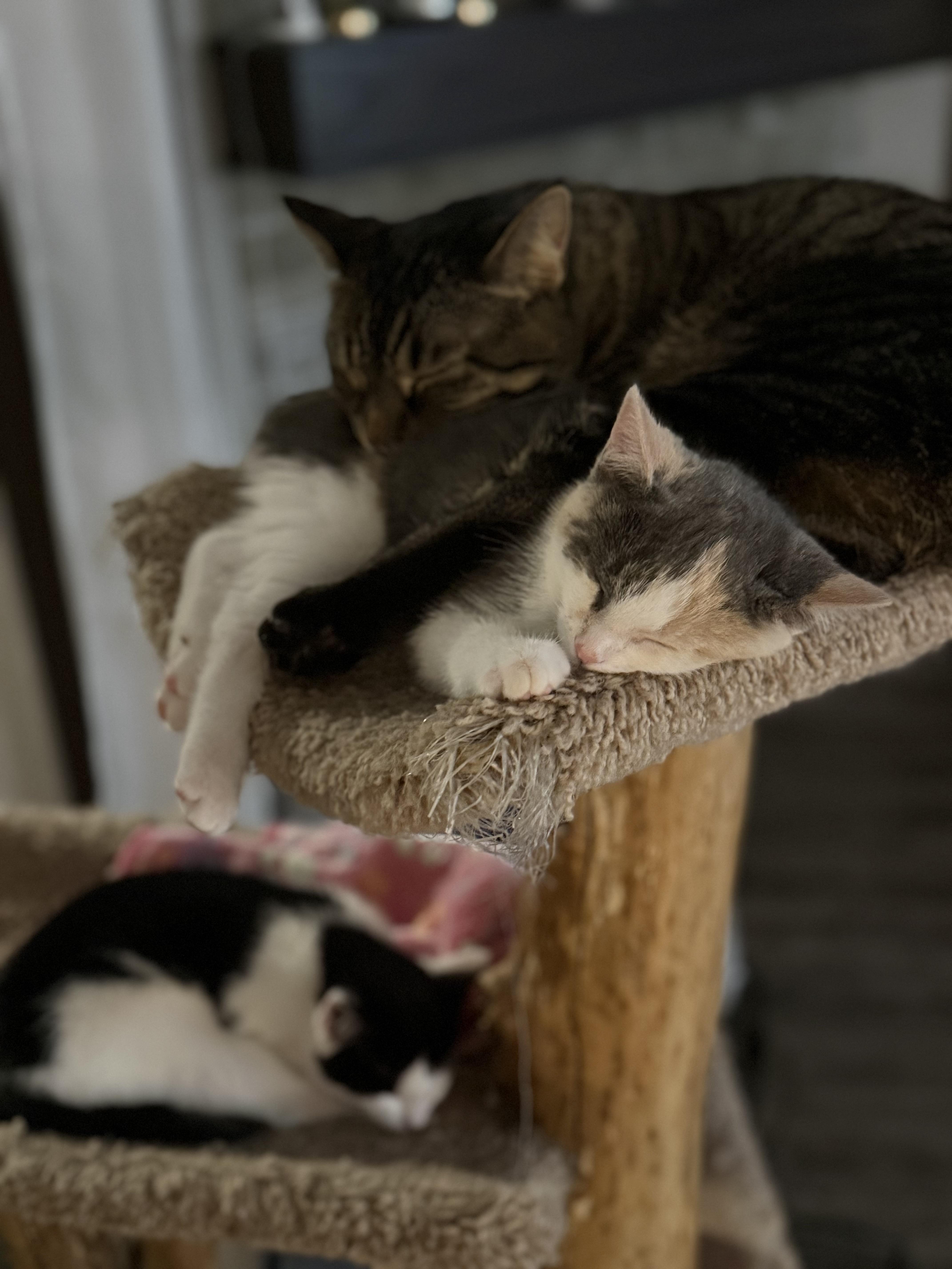 Enlarge Hibiscus, an adopted Domestic Short Hair in Madison, WI image 2/6