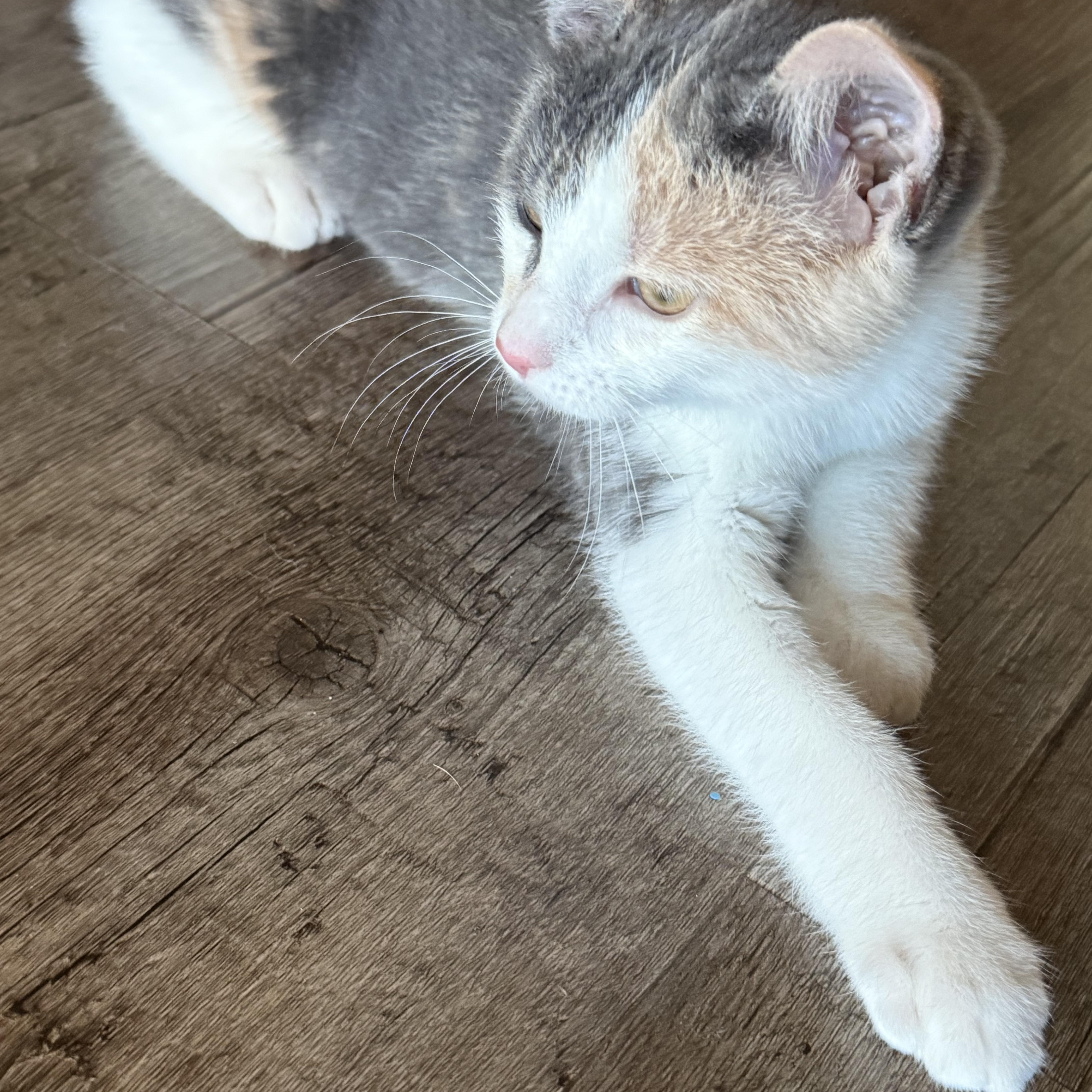 Enlarge Hibiscus, an adopted Domestic Short Hair in Madison, WI image 6/6