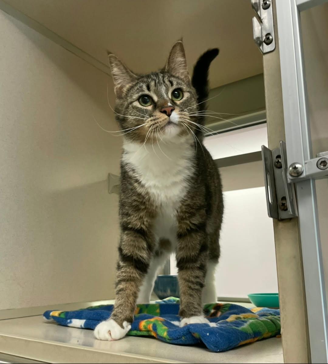 Jax, adopted, Young Female Domestic Short Hair.