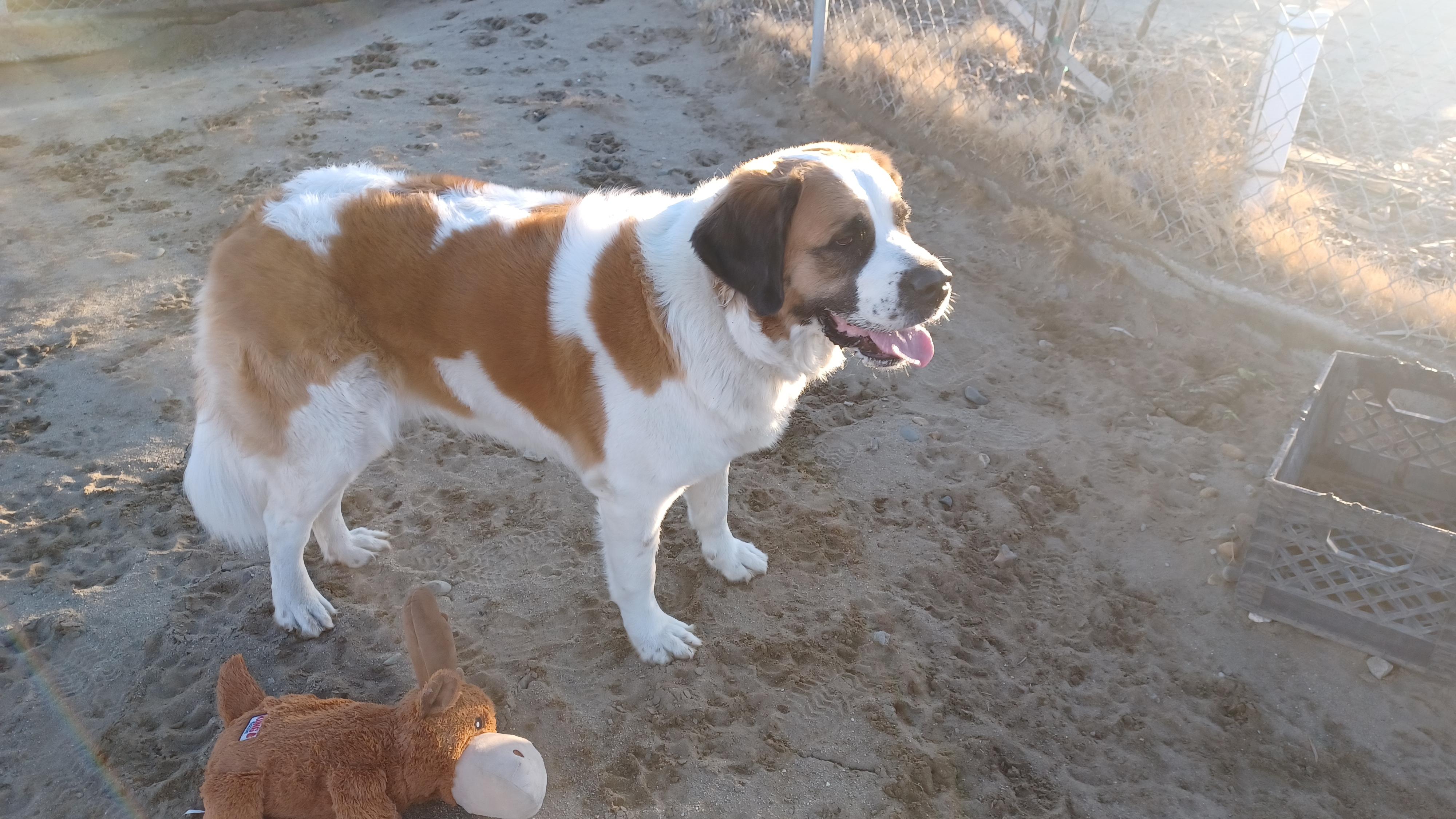SPROUT, adopted, Young Female Saint Bernard.