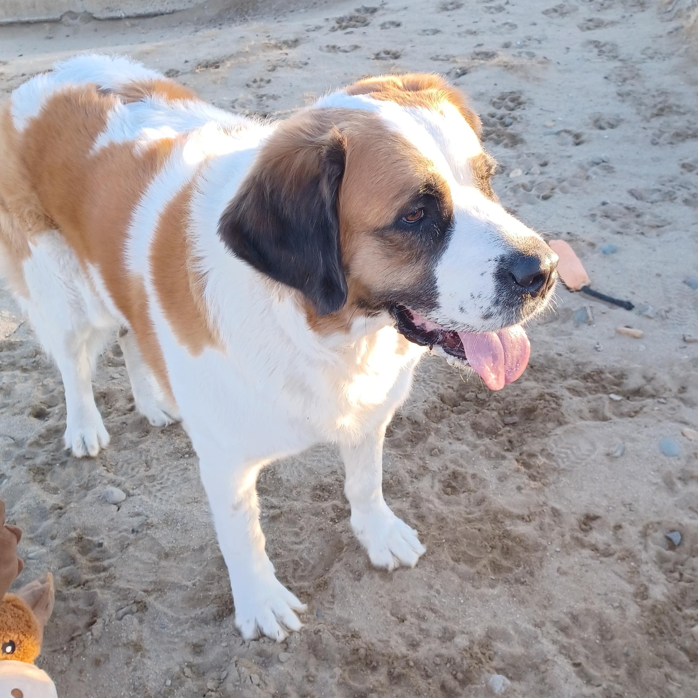 SPROUT, an adopted Saint Bernard in Sparks, NV image 3/5