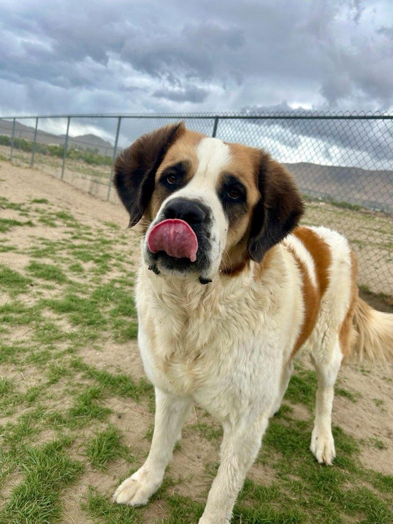 SPROUT, an adopted Saint Bernard in Sparks, NV image 4/5
