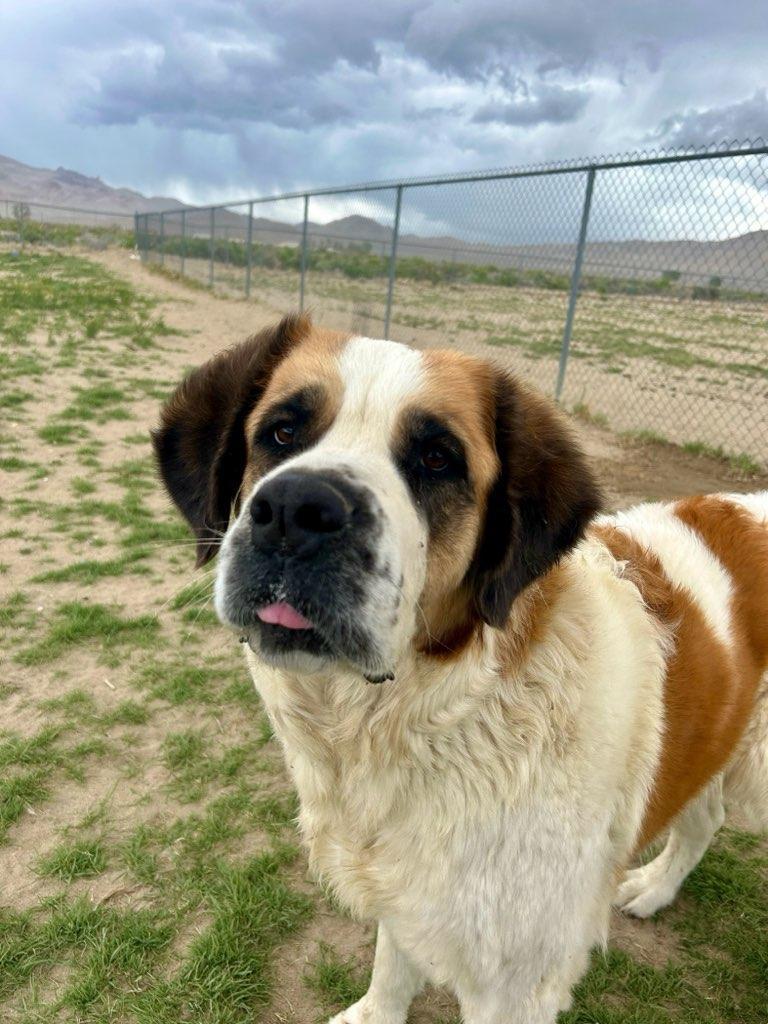 SPROUT, an adoptable Saint Bernard in Sparks, NV, 89436 | Photo Image 1