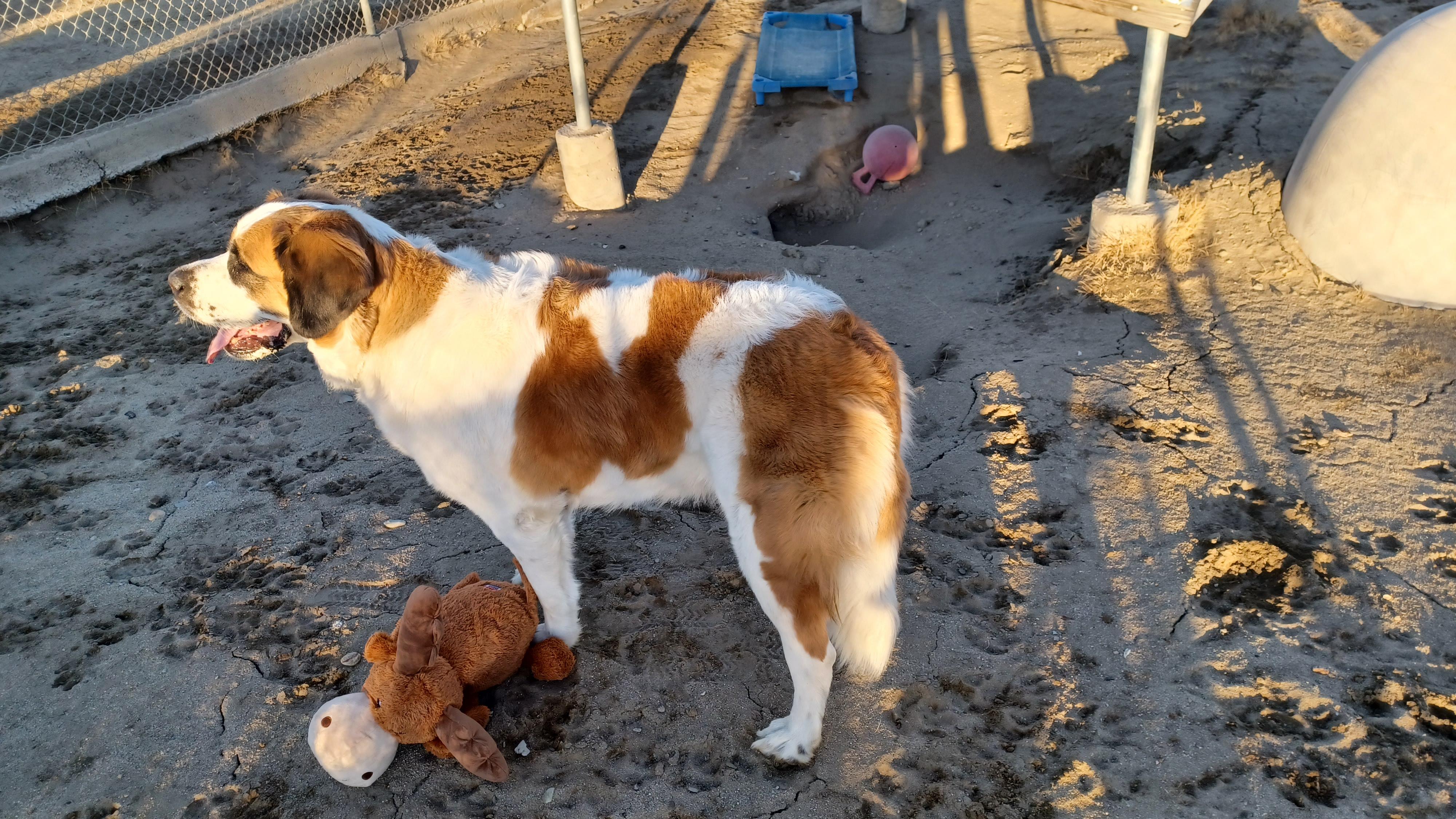 SPROUT, an adopted Saint Bernard in Sparks, NV image 5/5