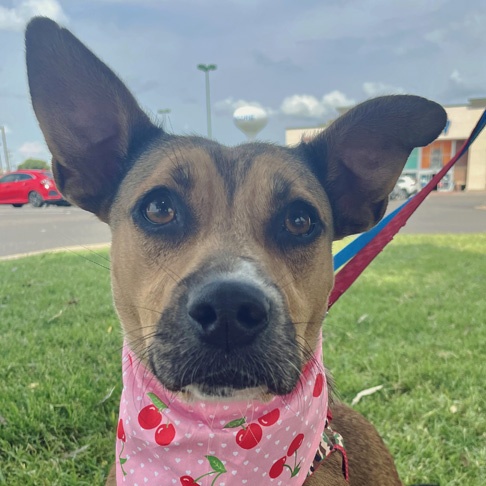 Enlarge Poppy, a Adoptable mixed breed in Oklahoma City, OK image 4/4