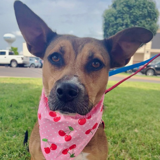 Enlarge Poppy, a Adoptable mixed breed in Oklahoma City, OK image 3/4