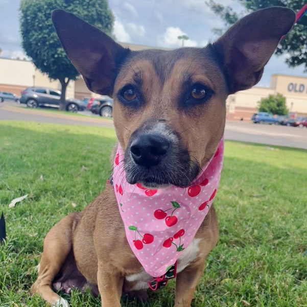 Enlarge Poppy, a Adoptable mixed breed in Oklahoma City, OK image 2/4