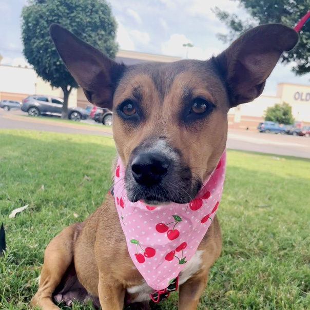 Enlarge Poppy, a Adoptable mixed breed in Oklahoma City, OK image 1/4