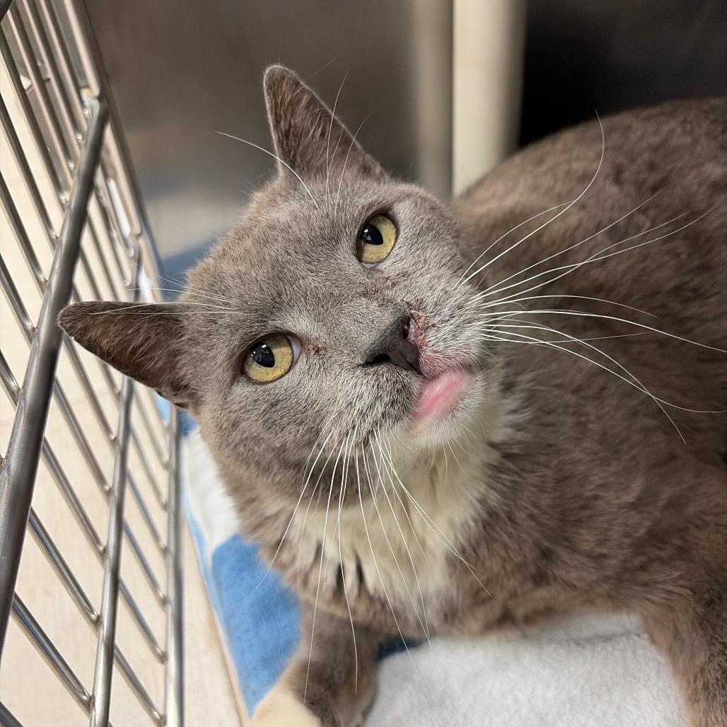 Enlarge Hulk, a Adoptable Domestic Short Hair in Newark, NJ image 1/5