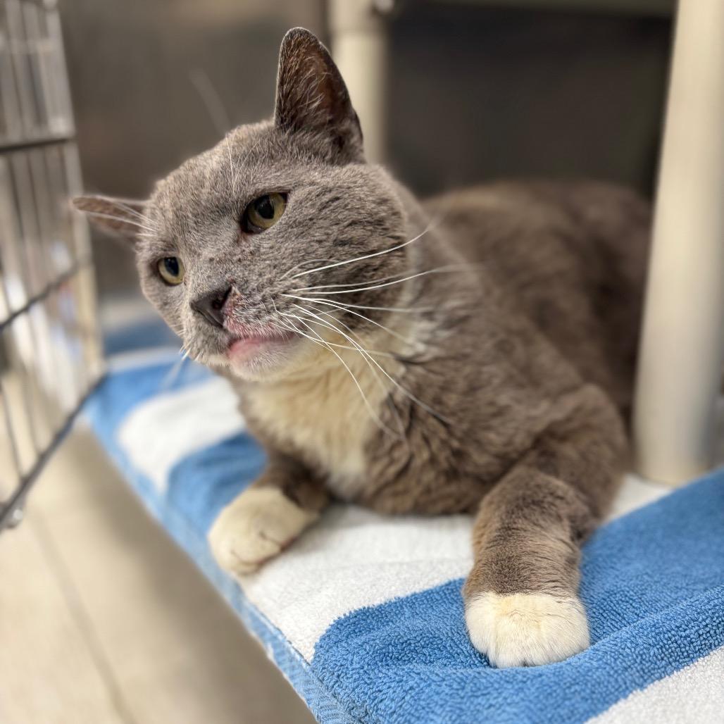 Enlarge Hulk, a Adoptable Domestic Short Hair in Newark, NJ image 2/5