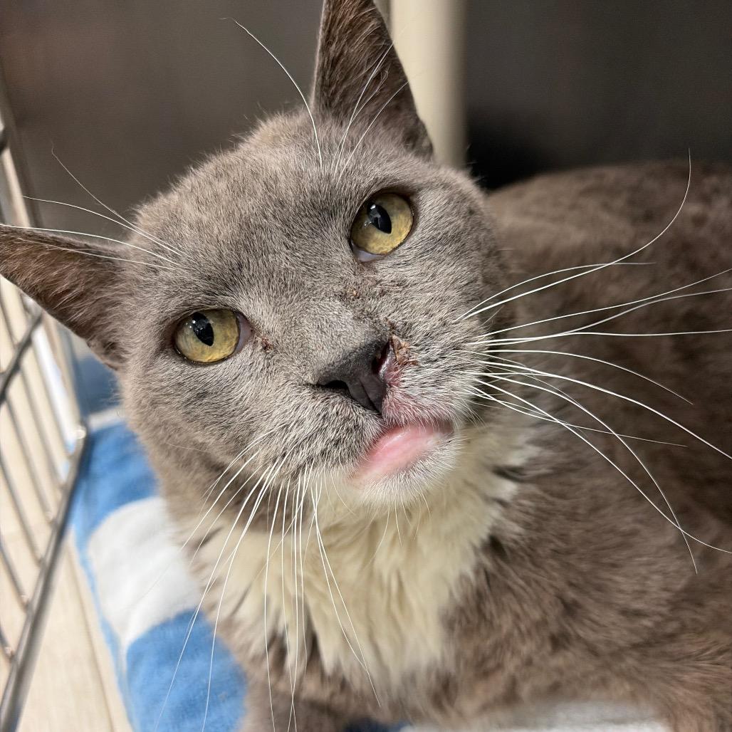 Enlarge Hulk, a Adoptable Domestic Short Hair in Newark, NJ image 3/5
