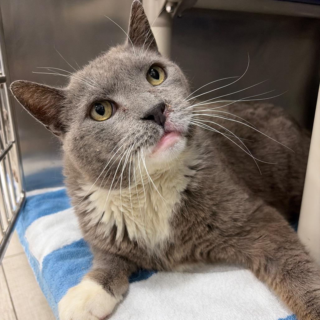 Enlarge Hulk, a Adoptable Domestic Short Hair in Newark, NJ image 4/5