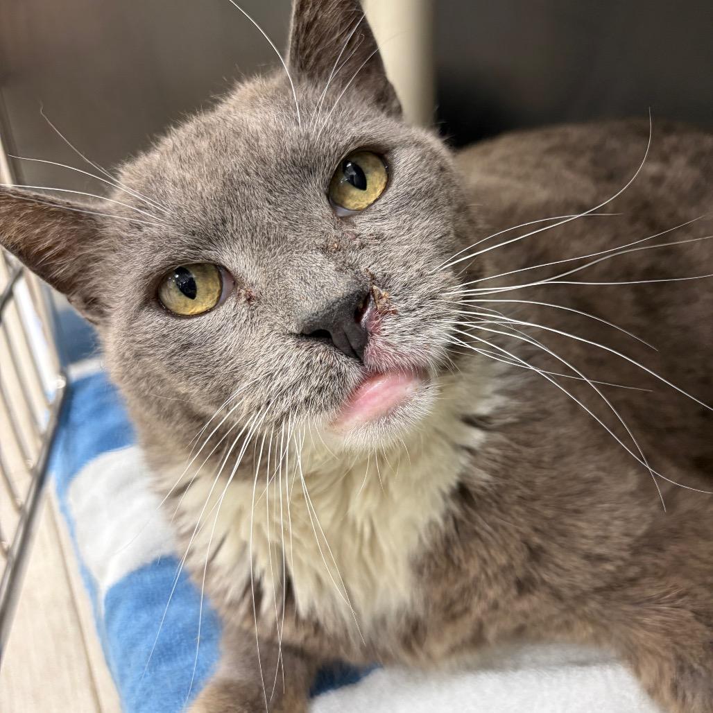 Enlarge Hulk, a Adoptable Domestic Short Hair in Newark, NJ image 5/5