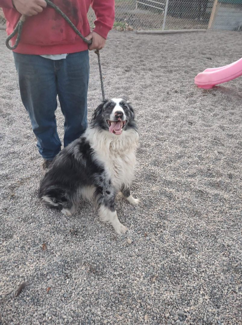 Patches photo 3